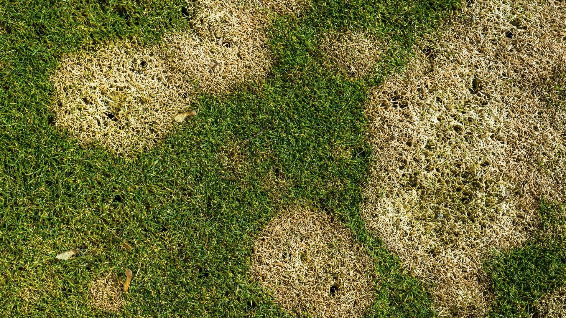 Brown Patch - Watch Out for This Summer Lawn Disease in New Mexico