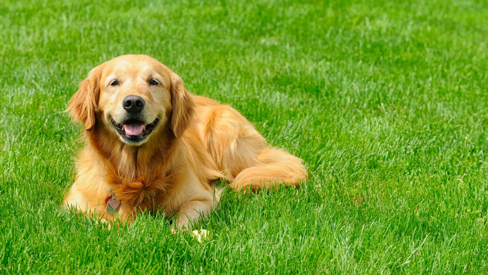 How to Keep Your Dogs Safe During a Lawn Fertilization Treatment