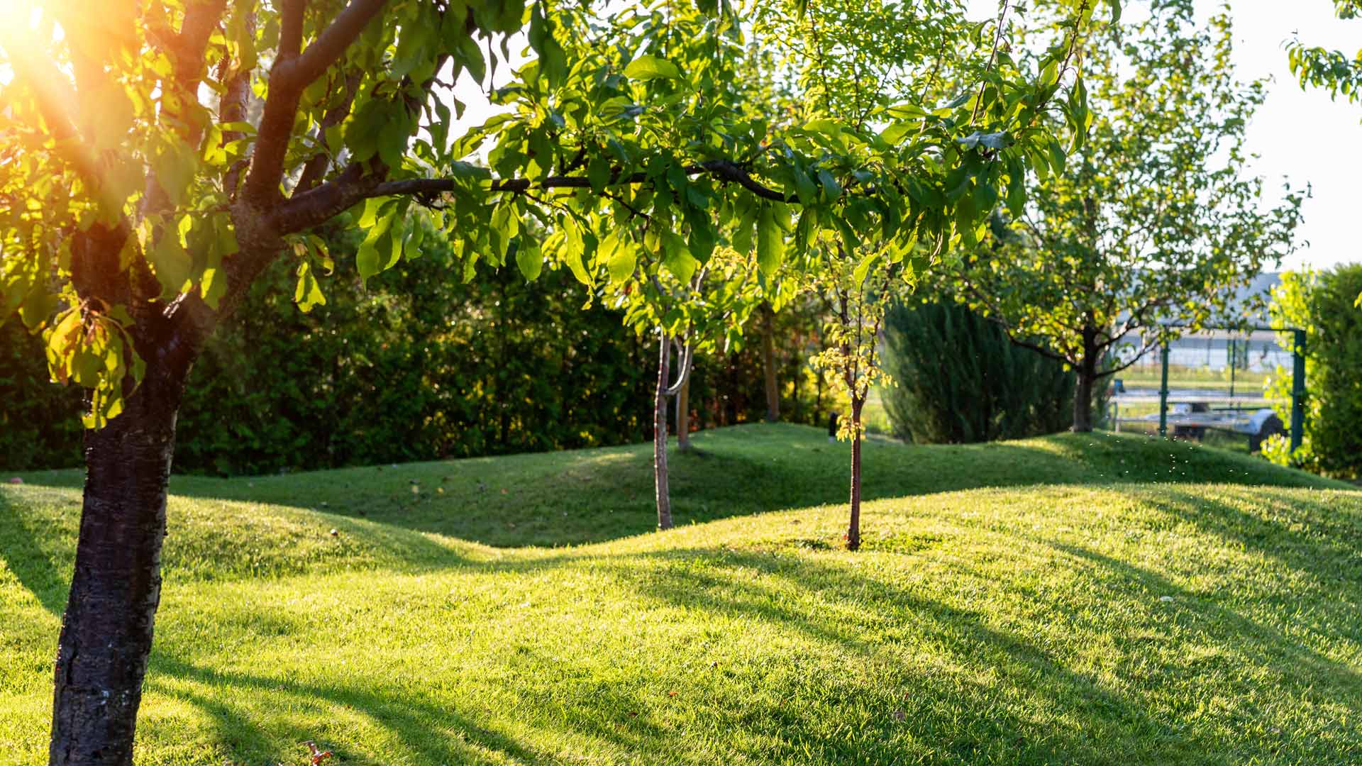 Fertilized shrubs in landscape in Mesilla, NM.