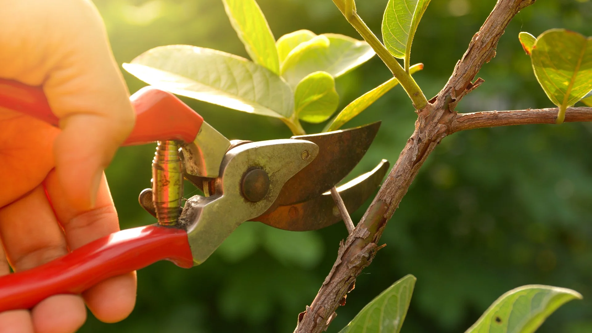 Common Mistakes You Could Make When Pruning That Will Harm Your Plants