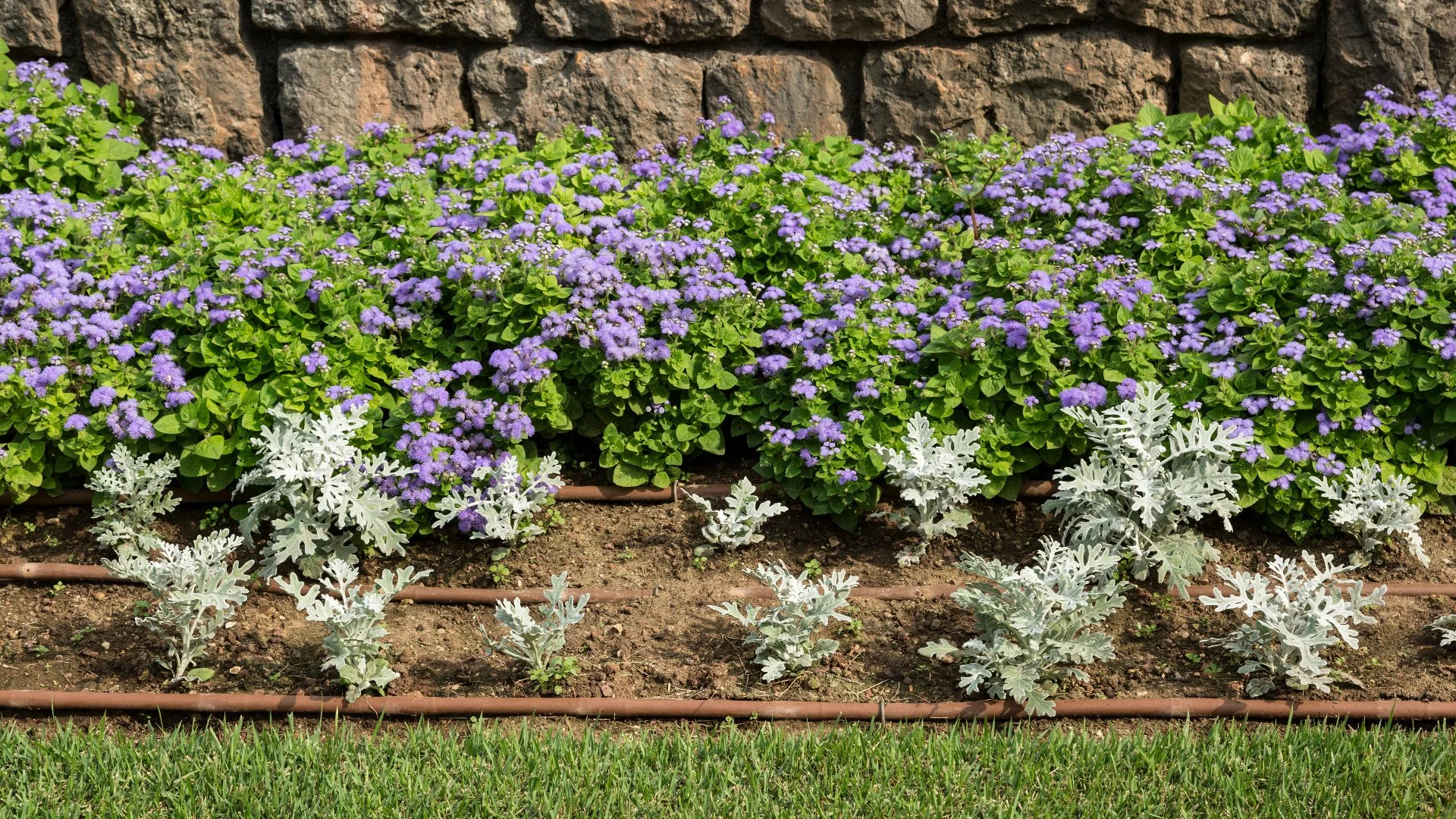 Drip Irrigation: The Go-To System for Landscape Beds
