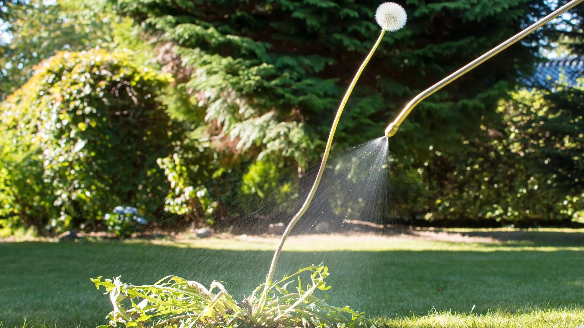 When Can You Expect Noticeable Results From Post-Emergent Weed Control?