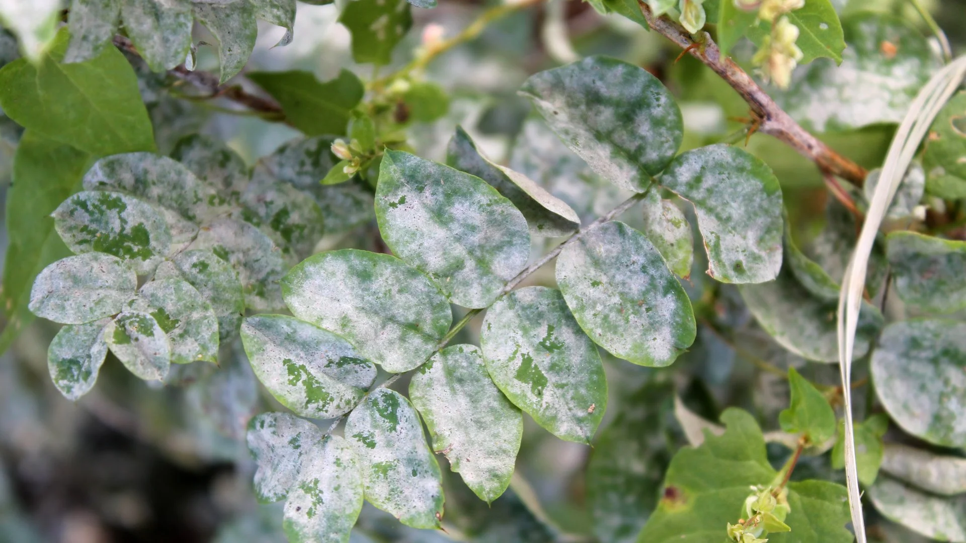 Powdery Mildew - What Is This Shrub Disease & How Do You Deal With It?