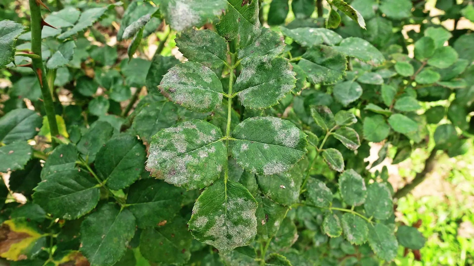 A plant disease very common to the El Paso, TX called powdery Mildew.