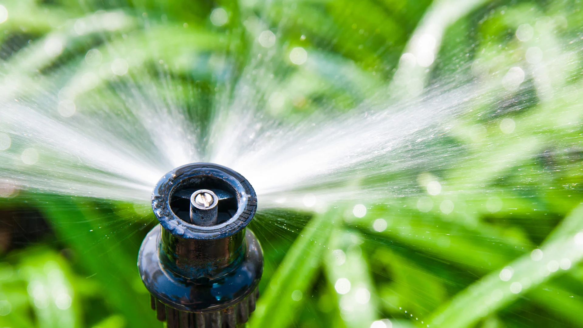 Sprinkler head in a lawn in Mesilla, NM.