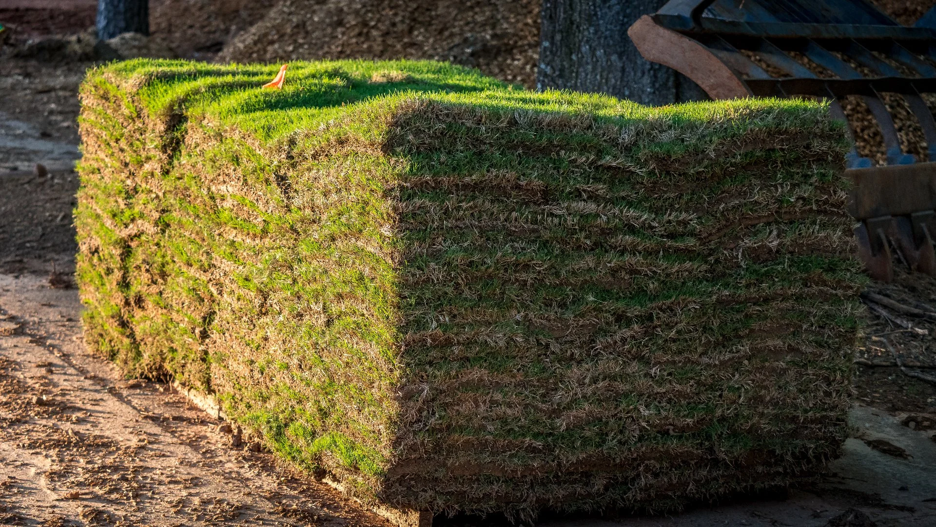 Factors To Consider When Deciding Between Using Sod or Seed for Your New Lawn