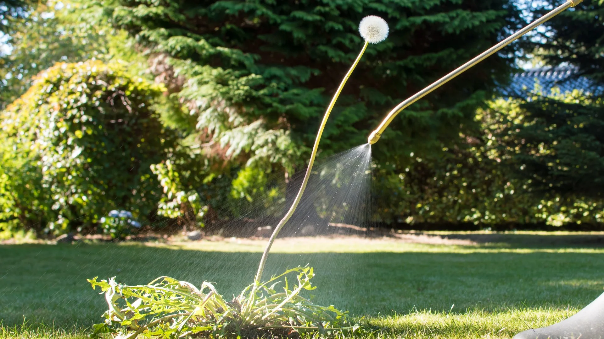 How Do You Keep Weeds off Your Lawn?