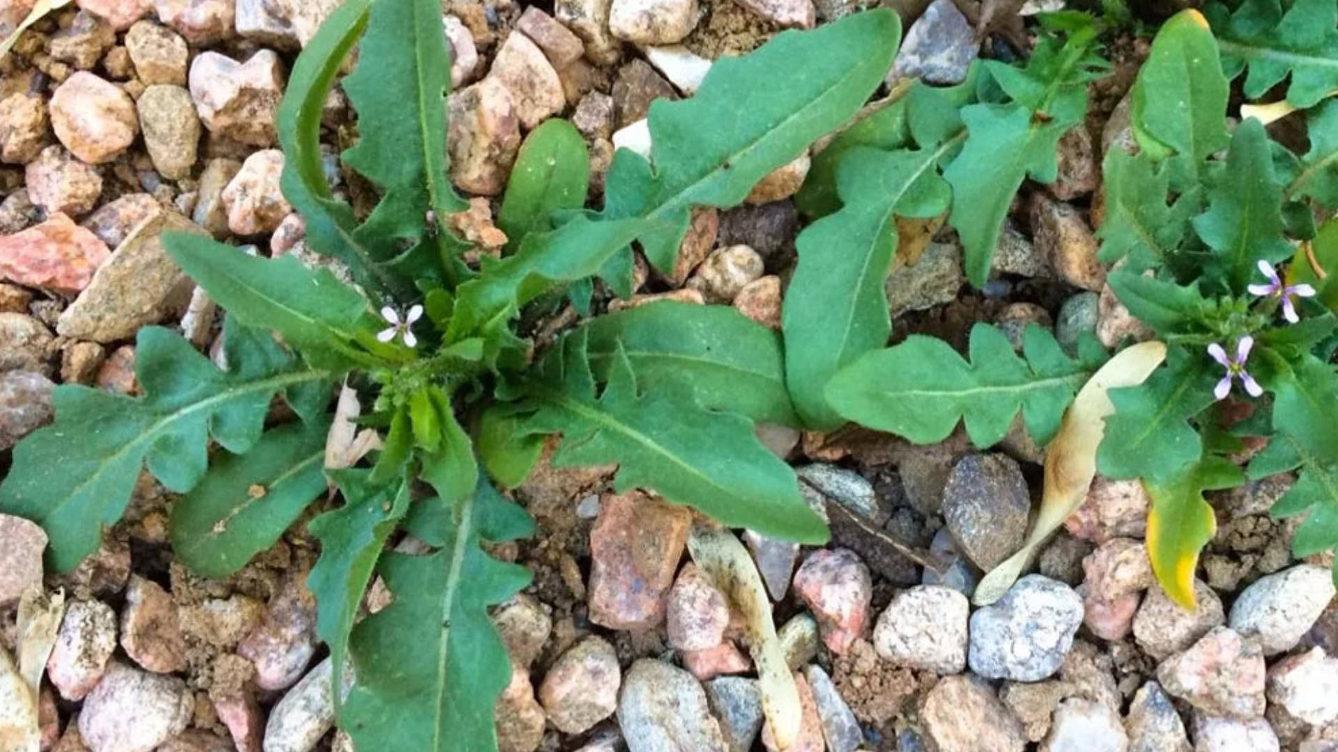 Weeds: Types, Control, and Prevention