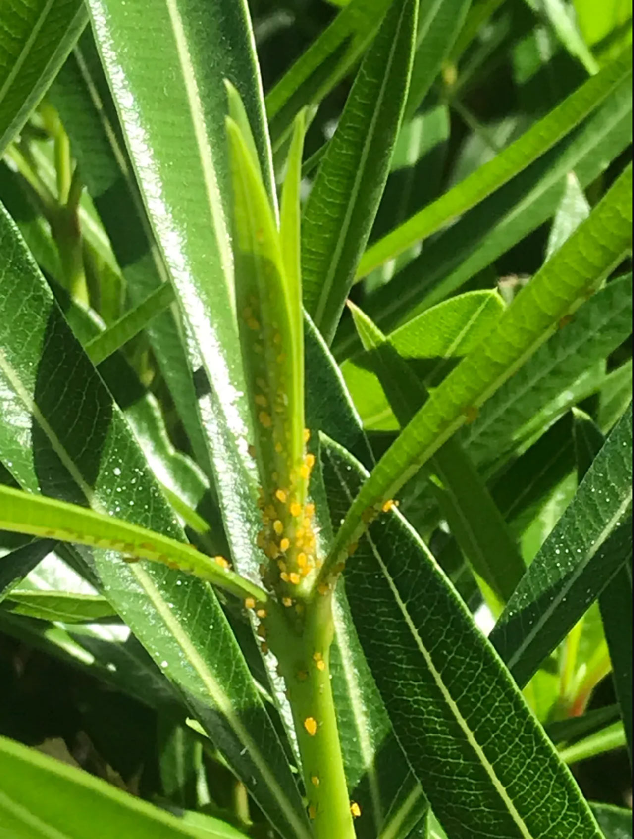 What are the bugs on my oleanders? How to deal with Aphids.