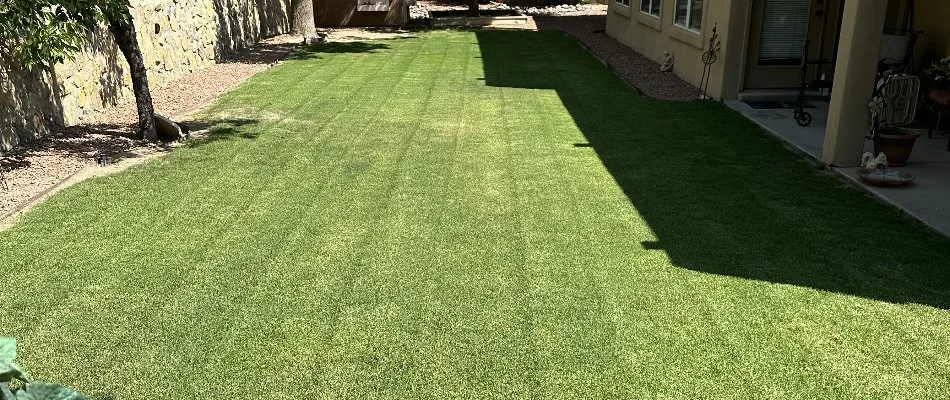 A recently mowed lawn in Las Cruces, NM, with mowing lines.