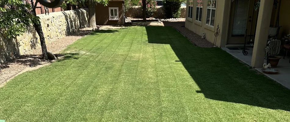 Real grass in backyard in Las Cruces, NM.