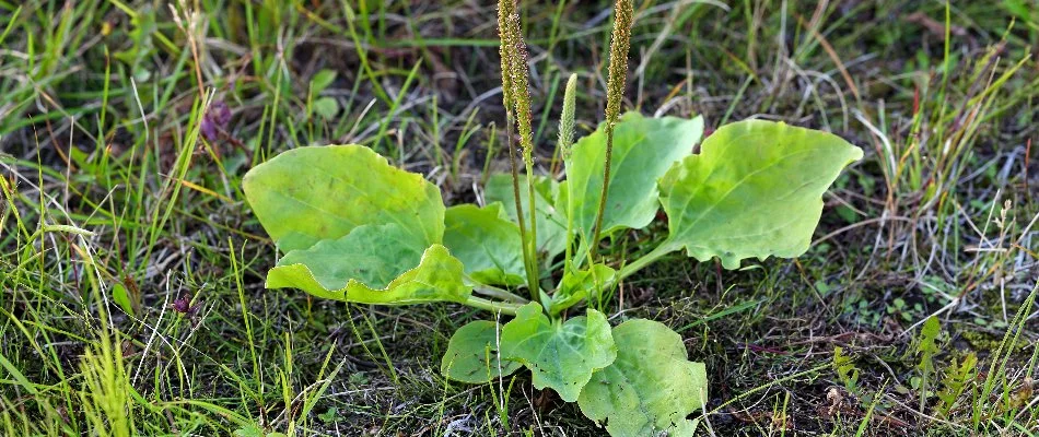 A broadleaf plantain weed on a lawn in Las Cruces, NM.