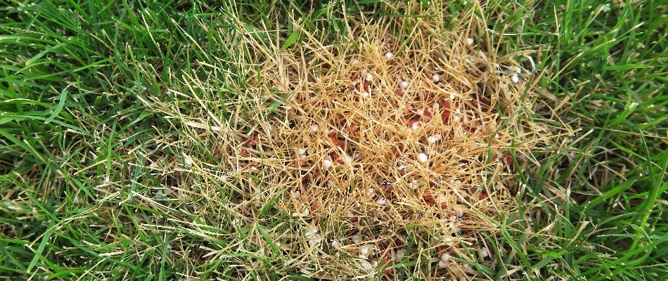 Browning grass due to fertilizer burn in Las Cruces, NM.