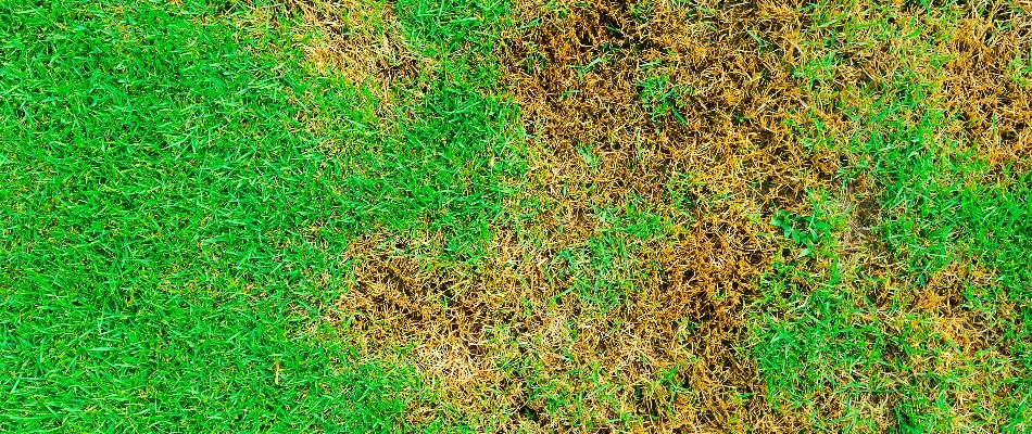 A lawn in Las Cruces, NM infected with brown patch.