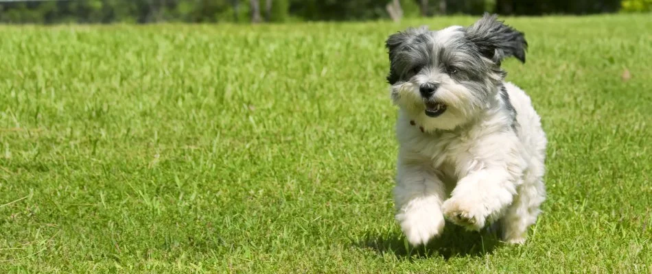 Dog running on green lawn in Las Cruces, NM.