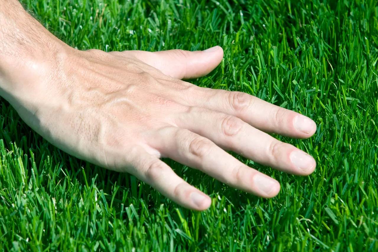 Caring for your new sod! | Extreme Landscaping