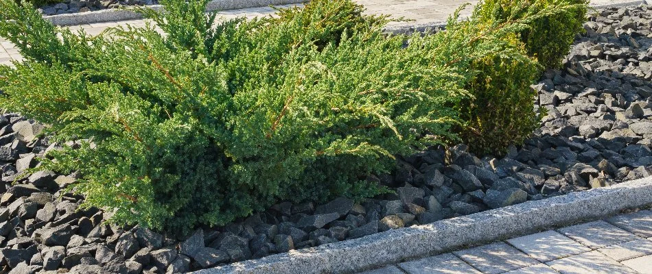 A landscape bed in Las Cruces, NM, with a rock ground cover.