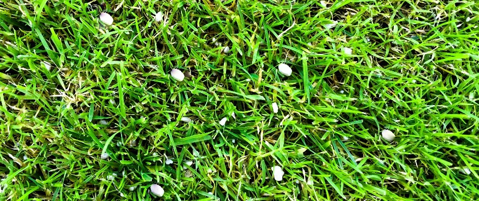 A lawn in Las Cruces, NM, with granular fertilizer on top.