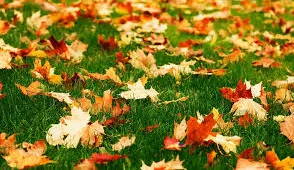 How to maintain your lawn in the Fall