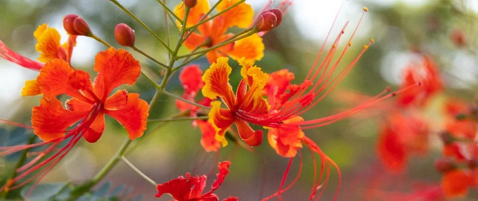 Yellow and orange flowers of a Mexican bird of paradise in New Mexico.