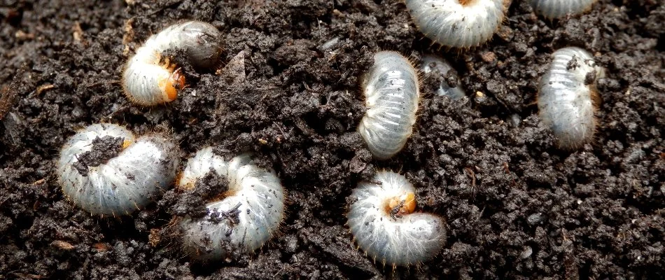 Several white grubs on the soil in Las Cruces, NM.