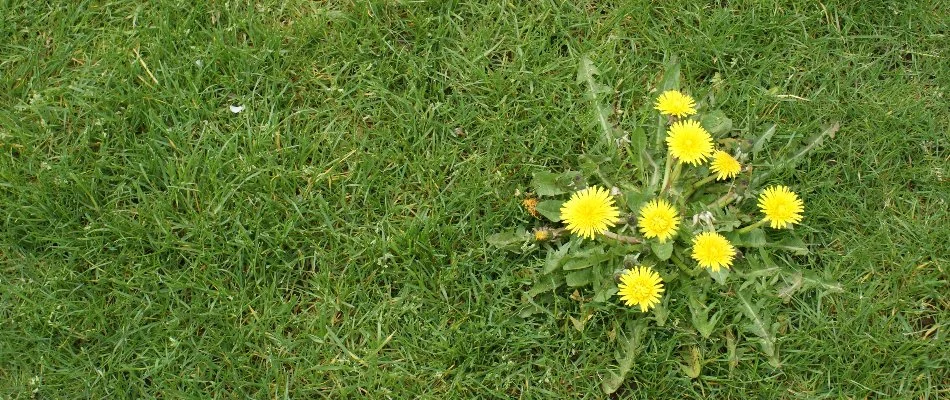 Single dandelion weed on a lawn in Las Cruces, NM.