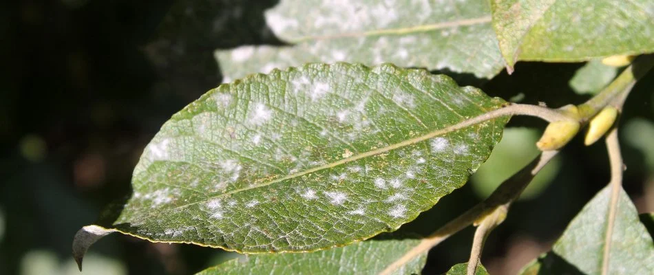 Spots of powdery mildew on green leaves in Las Cruces, NM.