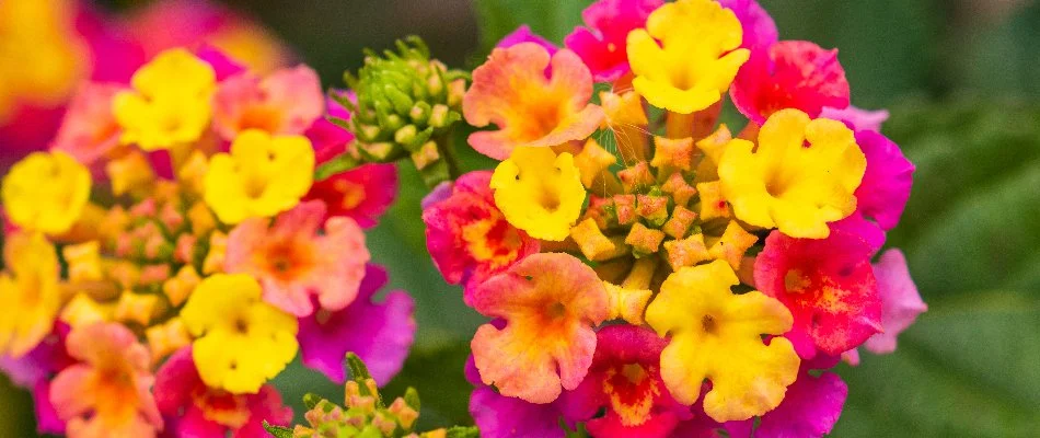 Yellow and red lantana flowers in New Mexico.