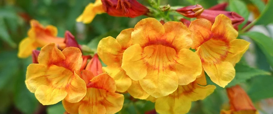 Orange jubilee flowers growing in a cluster.