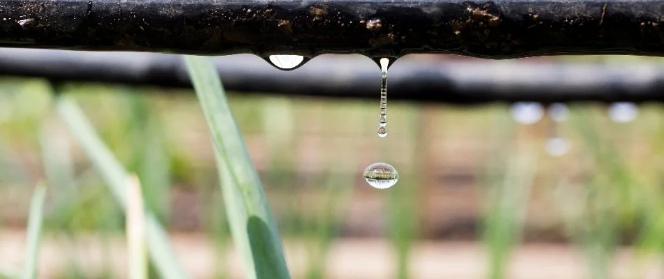 A drip irrigation system providing water on a property in Fairacres, NM.