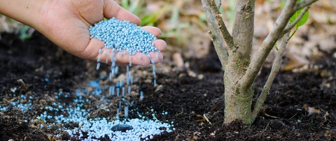 Granular fertilizer added to a drip line of a shrub in landscape in Santa Teresa, NM.