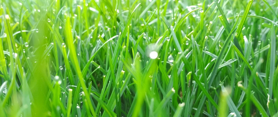 Dew drops in green lawn in Las Cruces, NM.