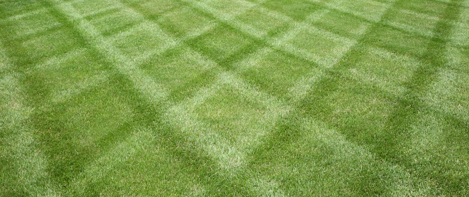 Mowing patterns in a lawn after service in Las Cruces, NM.
