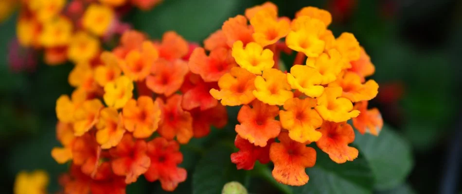 Orange lantanas on a property in San Miguel, NM.