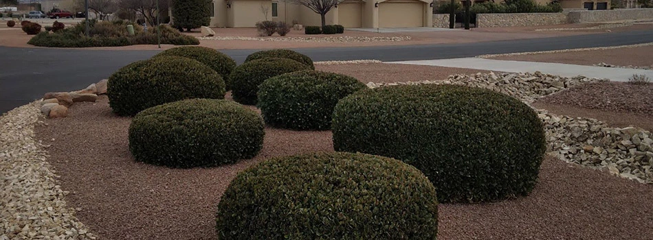 Shrubs and property in Mesilla, NM maintained by Extreme Landscaping.