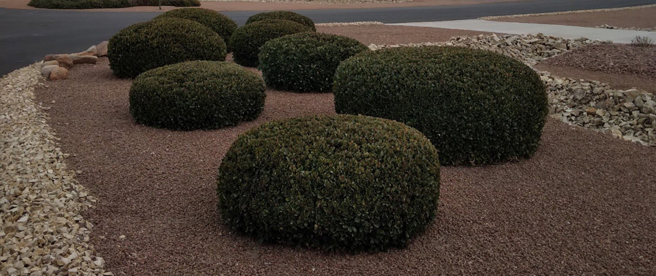 Shrubs cared for and trimmed in Mesilla, NM.