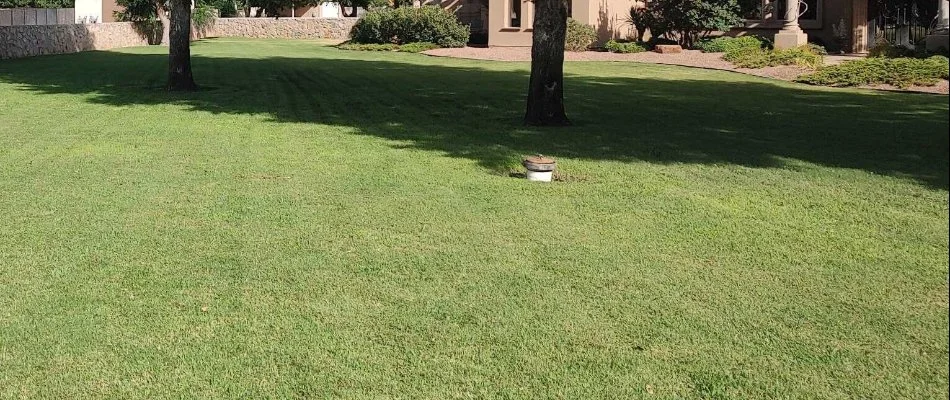 A weed-free lawn on a property in Las Cruces, NM.