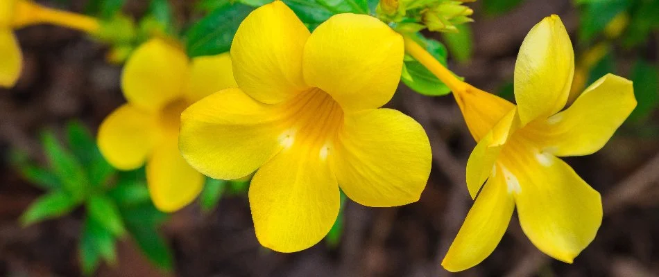 Yellow bell flowers in Las Cruces, NM.