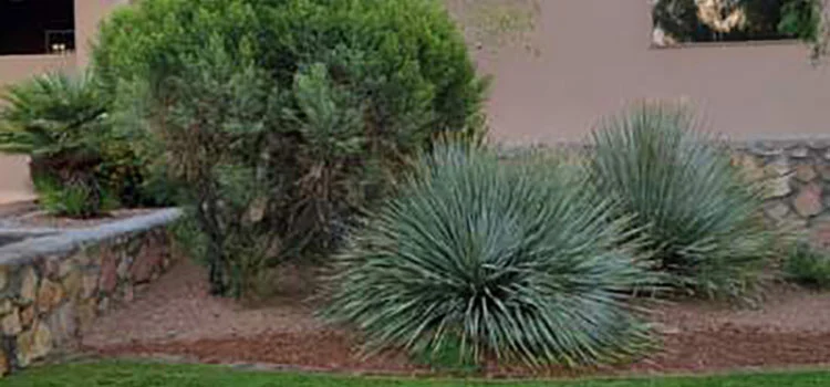 Maintained shrubs in a landscape bed in El Paso, TX.