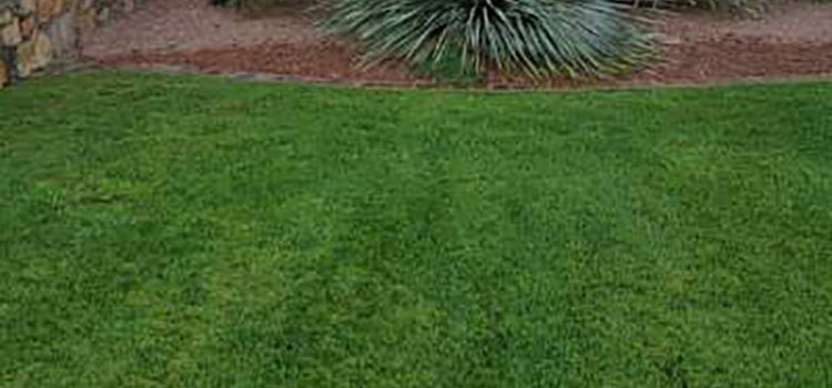 Home with our lawn fertilization services in Las Cruces, NM.